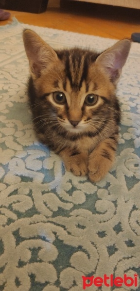 Tekir Kedi, Kedi  MİNİK ÇİKO'YA ÖMÜRLÜK YUVA fotoğrafı