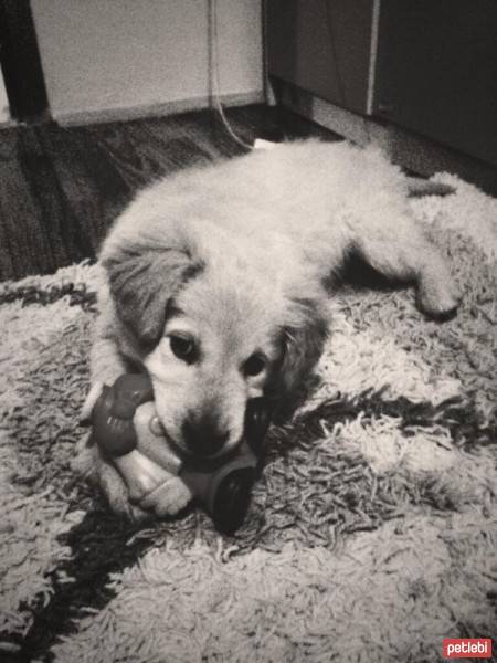 Golden Retriever, Köpek  Chiva fotoğrafı