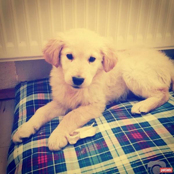 Golden Retriever, Köpek  Chiva fotoğrafı