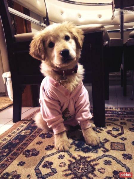 Golden Retriever, Köpek  Chiva fotoğrafı