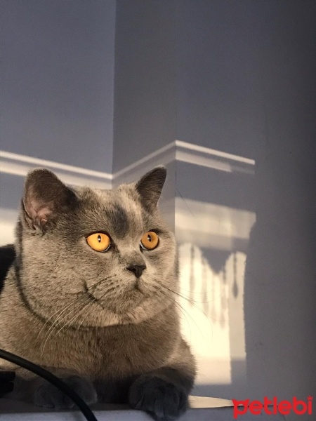 British Shorthair, Kedi  Bulut fotoğrafı