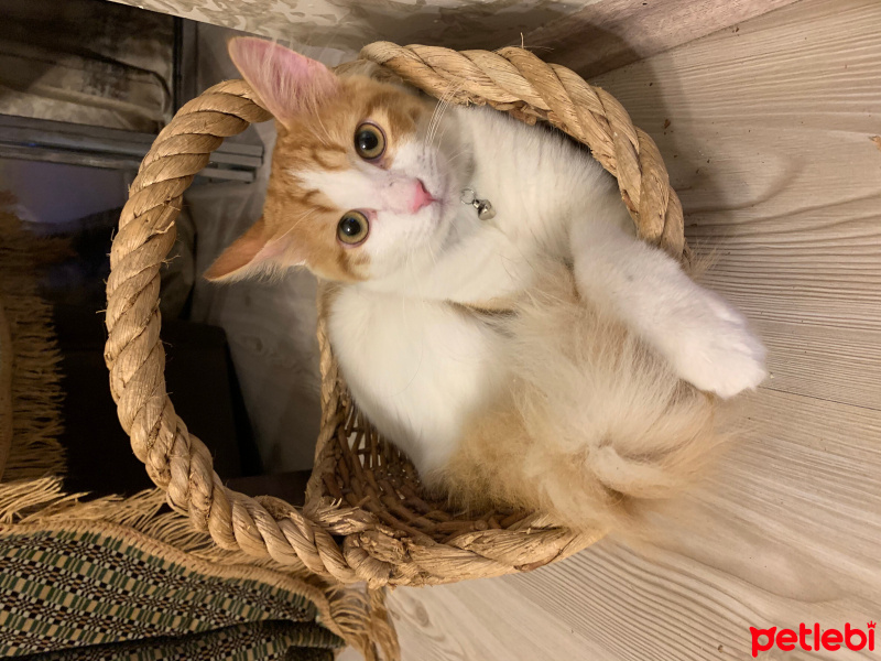 Sarman, Kedi  Şeftali fotoğrafı