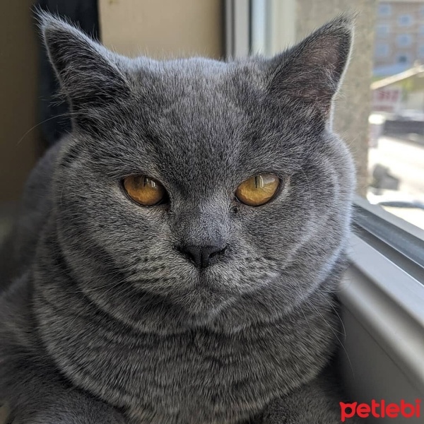 British Shorthair, Kedi  Mia fotoğrafı