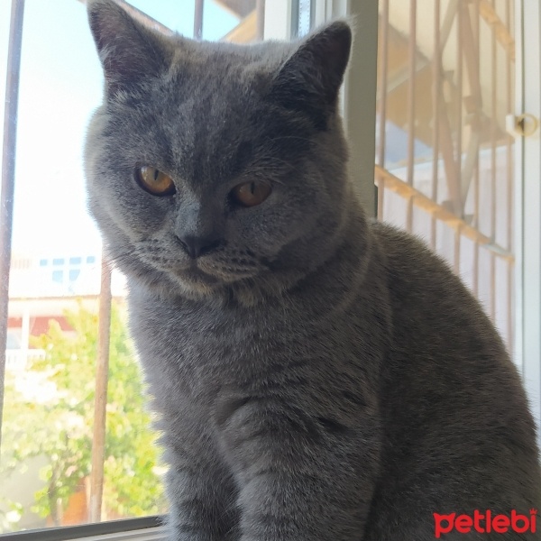British Shorthair, Kedi  Mia fotoğrafı