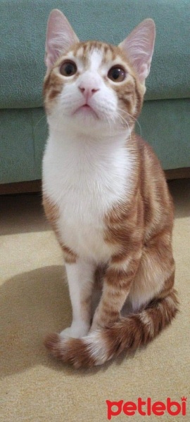 Tekir Kedi, Kedi  Tarçın fotoğrafı