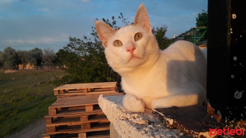 Tekir Kedi, Kedi  Çınar Yosun fotoğrafı