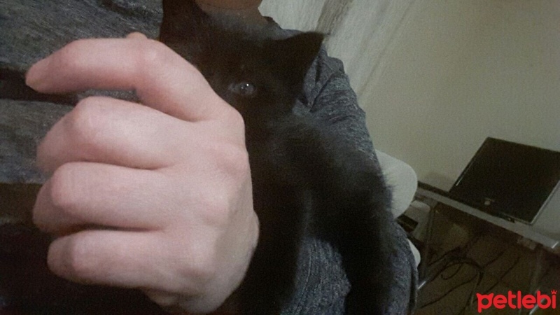 Bombay, Kedi  Gece fotoğrafı