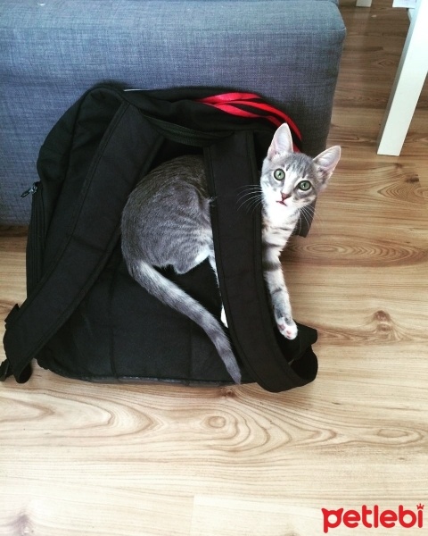 Tekir Kedi, Kedi  Arya fotoğrafı