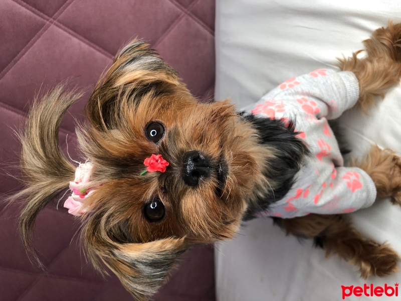 Yorkshire Terrier, Köpek  Karamel fotoğrafı