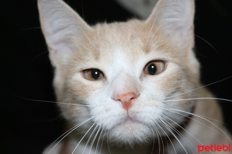 Tekir Kedi, Kedi  ezo fotoğrafı