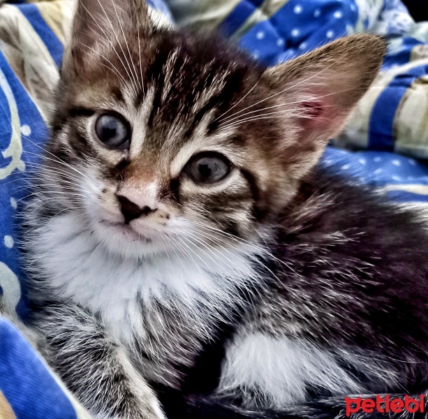 Tekir Kedi, Kedi  Hector fotoğrafı