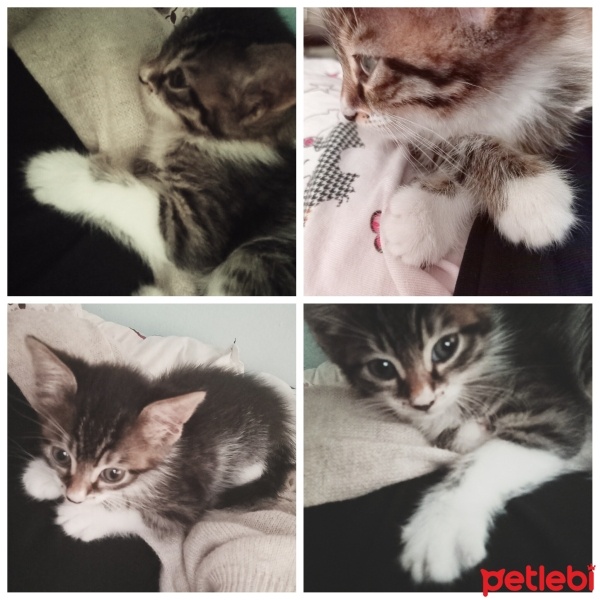 Tekir Kedi, Kedi  Hector fotoğrafı