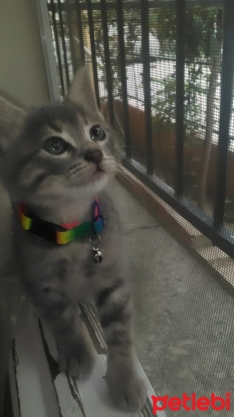 Tekir Kedi, Kedi  Köpük fotoğrafı