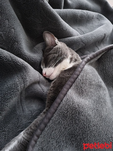 Tekir Kedi, Kedi  Şanslı fotoğrafı