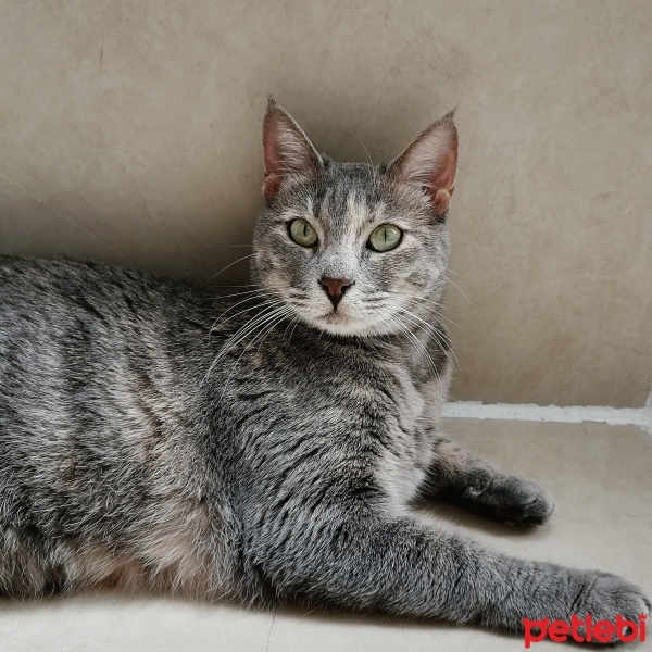 Tekir Kedi, Kedi  Şeker fotoğrafı