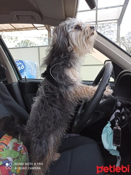 Maltese, Köpek  Pascal fotoğrafı