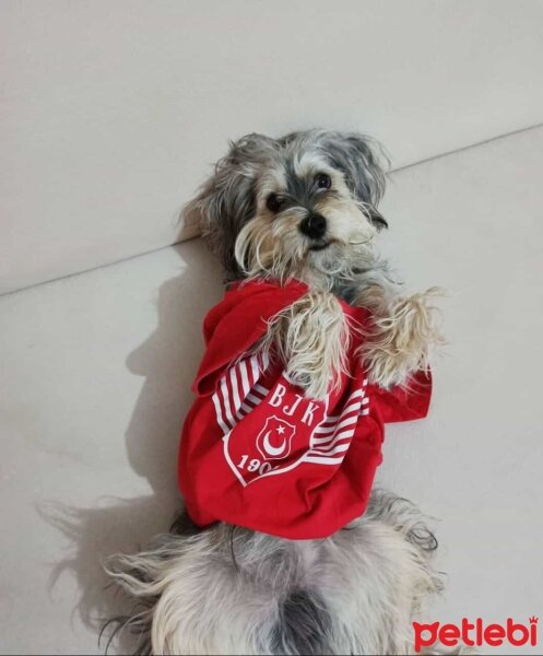 Maltese, Köpek  Pascal fotoğrafı