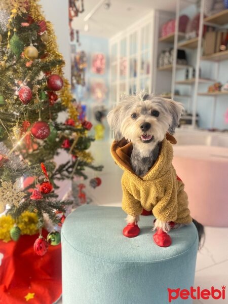 Maltese, Köpek  Pascal fotoğrafı