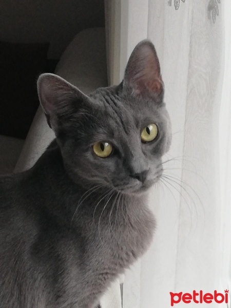 Mavi Rus, Kedi  gece fotoğrafı