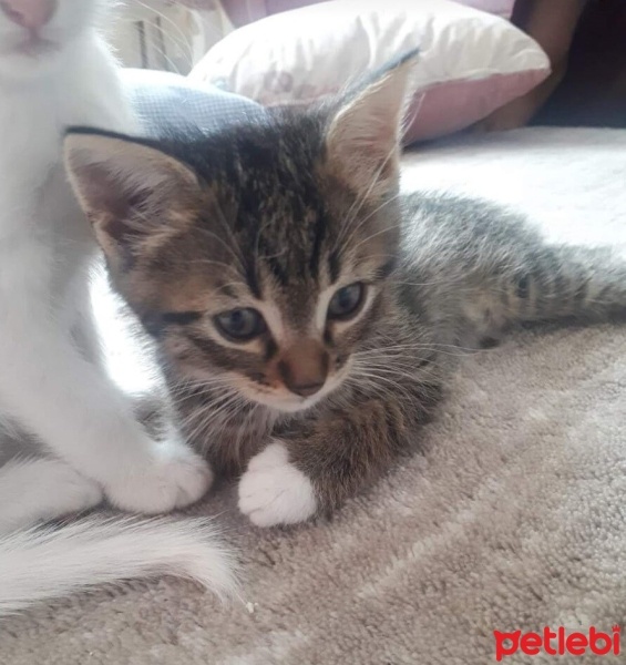 Tekir Kedi, Kedi  PATİK fotoğrafı