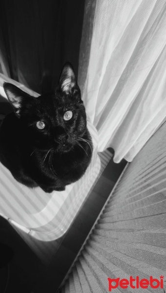 Tekir Kedi, Kedi  Zeus fotoğrafı