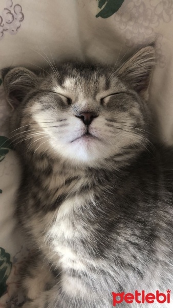 British Shorthair, Kedi  Aslan fotoğrafı