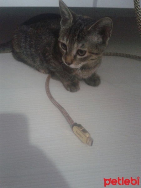 Tekir Kedi, Kedi  Gırgır fotoğrafı