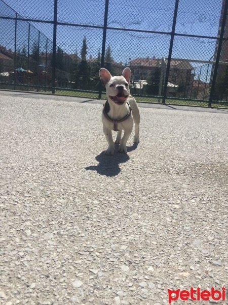Fransız Bulldog, Köpek  Jessie fotoğrafı