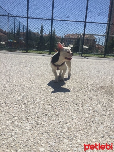 Fransız Bulldog, Köpek  Jessie fotoğrafı
