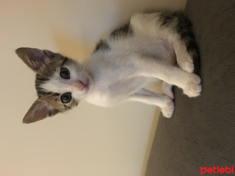 Tekir Kedi, Kedi  Lily fotoğrafı