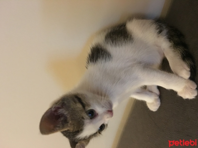 Tekir Kedi, Kedi  Lily fotoğrafı