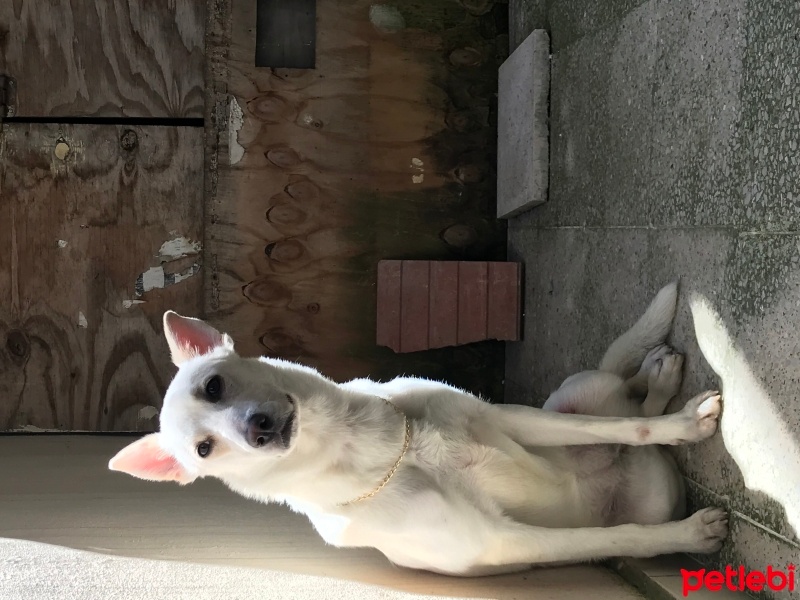 Labrador Retriever, Köpek  Hera fotoğrafı