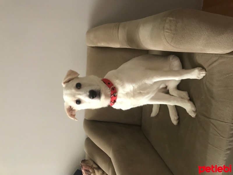 Labrador Retriever, Köpek  Hera fotoğrafı
