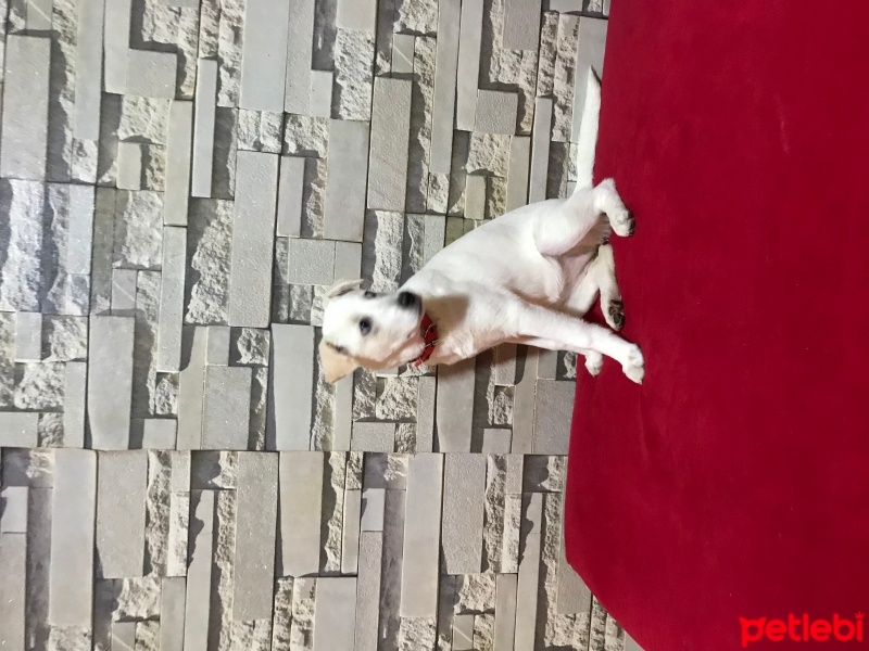 Labrador Retriever, Köpek  Hera fotoğrafı