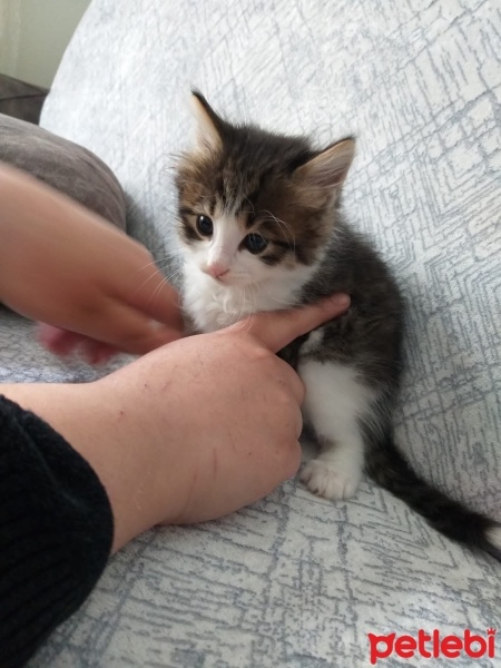 Tekir Kedi, Kedi  yıldız, yumoş, kömür fotoğrafı
