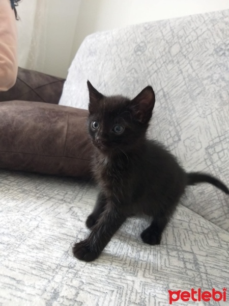 Tekir Kedi, Kedi  yıldız, yumoş, kömür fotoğrafı