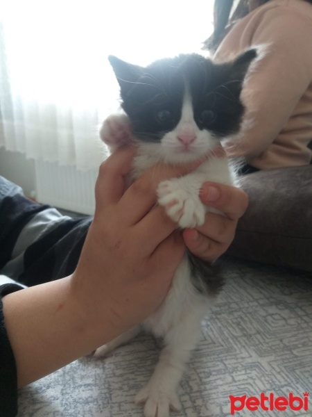 Tekir Kedi, Kedi  yıldız, yumoş, kömür fotoğrafı