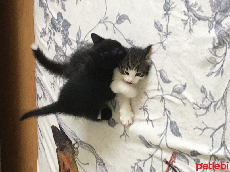 Tekir Kedi, Kedi  yıldız, yumoş, kömür fotoğrafı
