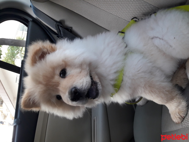 Chow Chow (çin Aslanı), Köpek  Bey fotoğrafı
