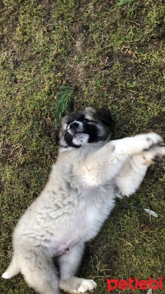 Kangal, Köpek  Şanslı fotoğrafı