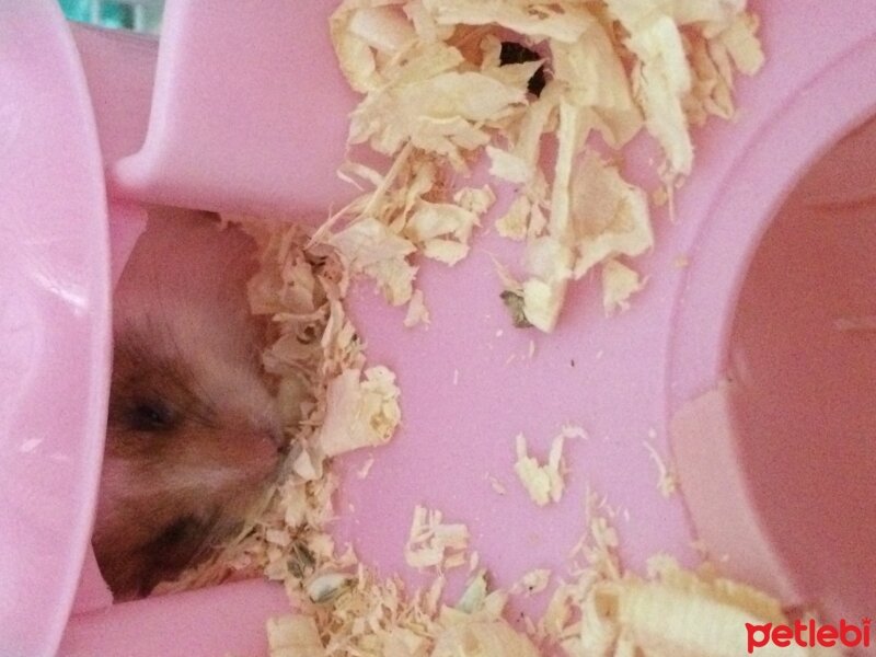 Hamster, Kemirgen  Casper fotoğrafı