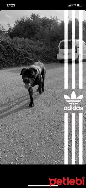Cane Corso Italiano, Köpek  Oscar fotoğrafı