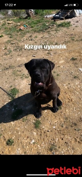 Cane Corso Italiano, Köpek  Oscar fotoğrafı