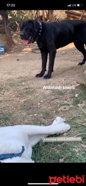 Cane Corso Italiano, Köpek  Oscar fotoğrafı