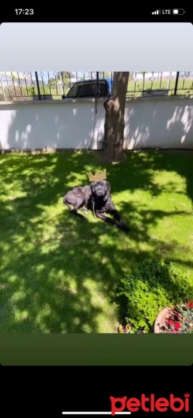 Cane Corso Italiano, Köpek  Oscar fotoğrafı