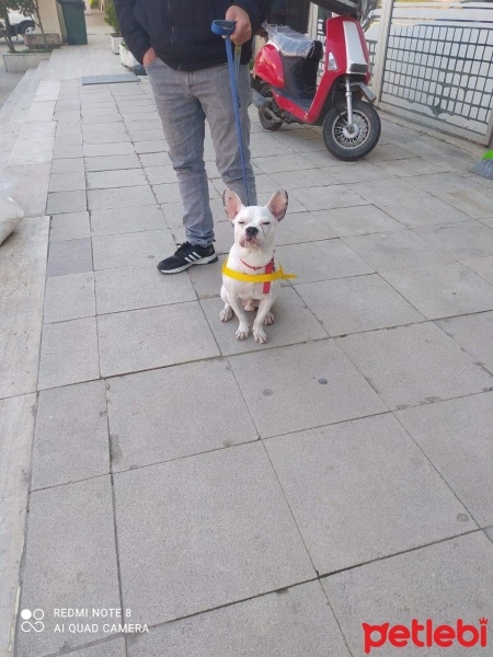 Fransız Bulldog, Köpek  Barni fotoğrafı