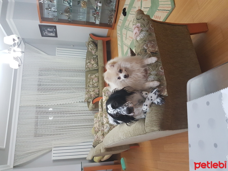 Pomeranyalı, Köpek  carlos fotoğrafı