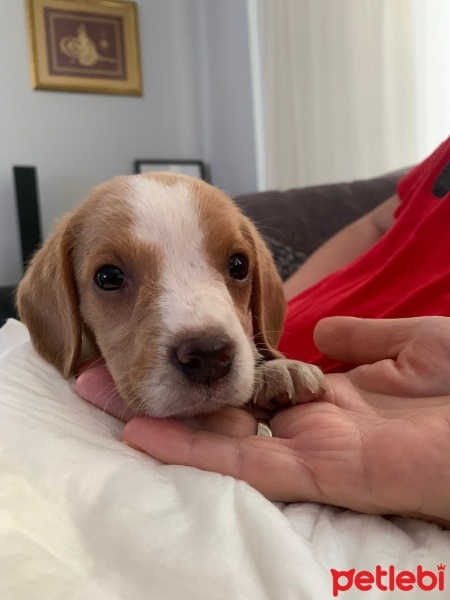 Beagle, Köpek  Venüs fotoğrafı