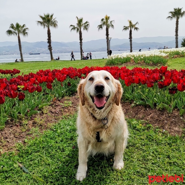 Golden Retriever, Köpek  Şans fotoğrafı