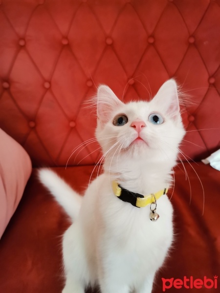 Ankara Kedisi, Kedi  Miu fotoğrafı